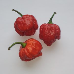 Trinidad Scorpion Moruga Red 02 - Hothouse Chiliproject