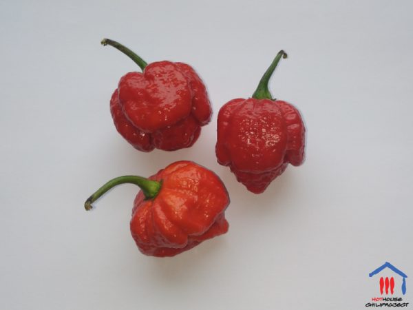 Trinidad Scorpion Moruga Red 02 - Hothouse Chiliproject